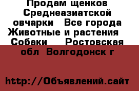 Продам щенков Среднеазиатской овчарки - Все города Животные и растения » Собаки   . Ростовская обл.,Волгодонск г.
